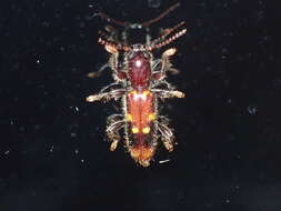 Image of Priocera