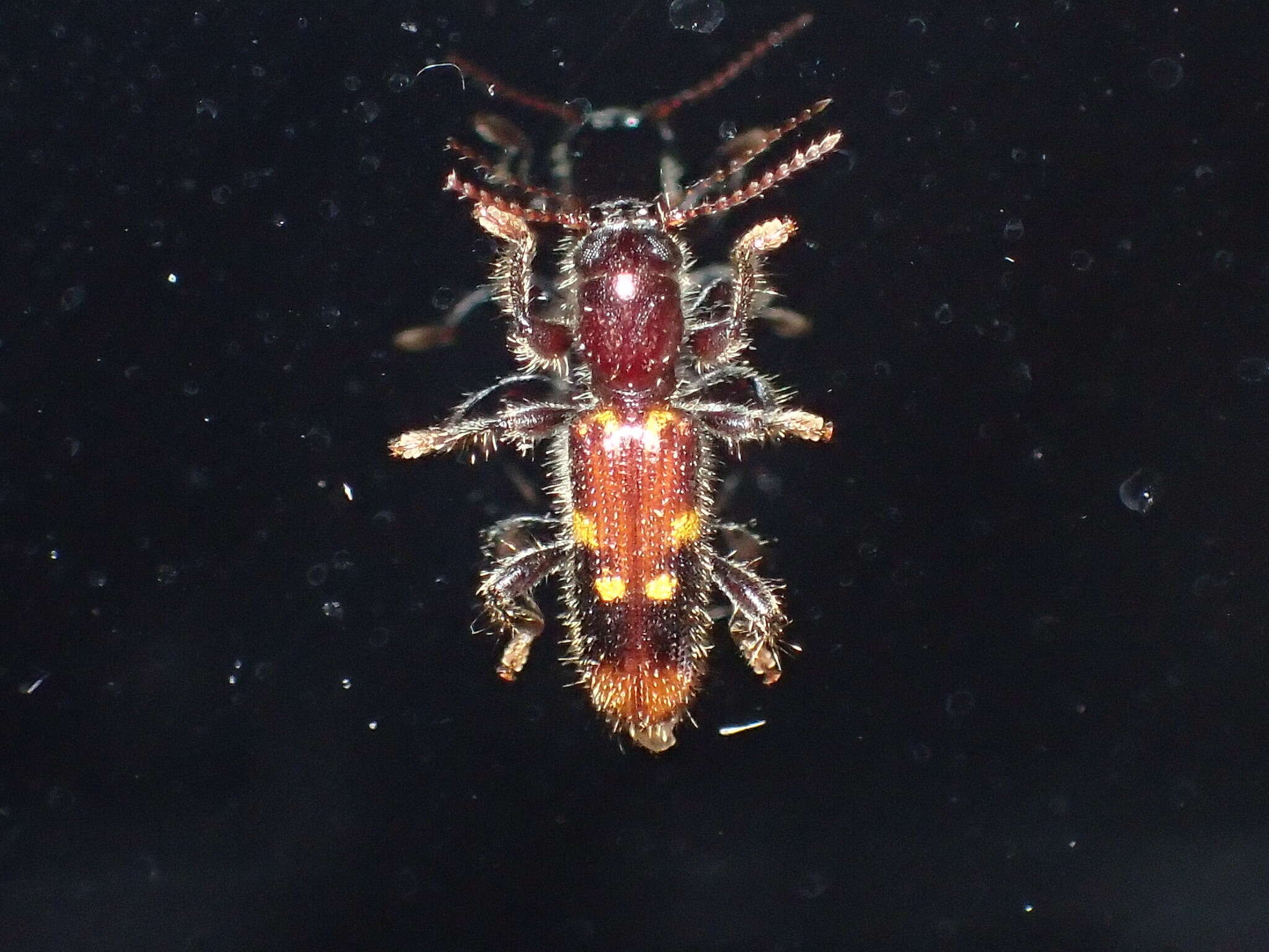 Image of Priocera