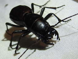 Image of Great Plains Giant Tiger Beetle