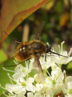 Image of Bombylius mexicanus Wiedemann 1821