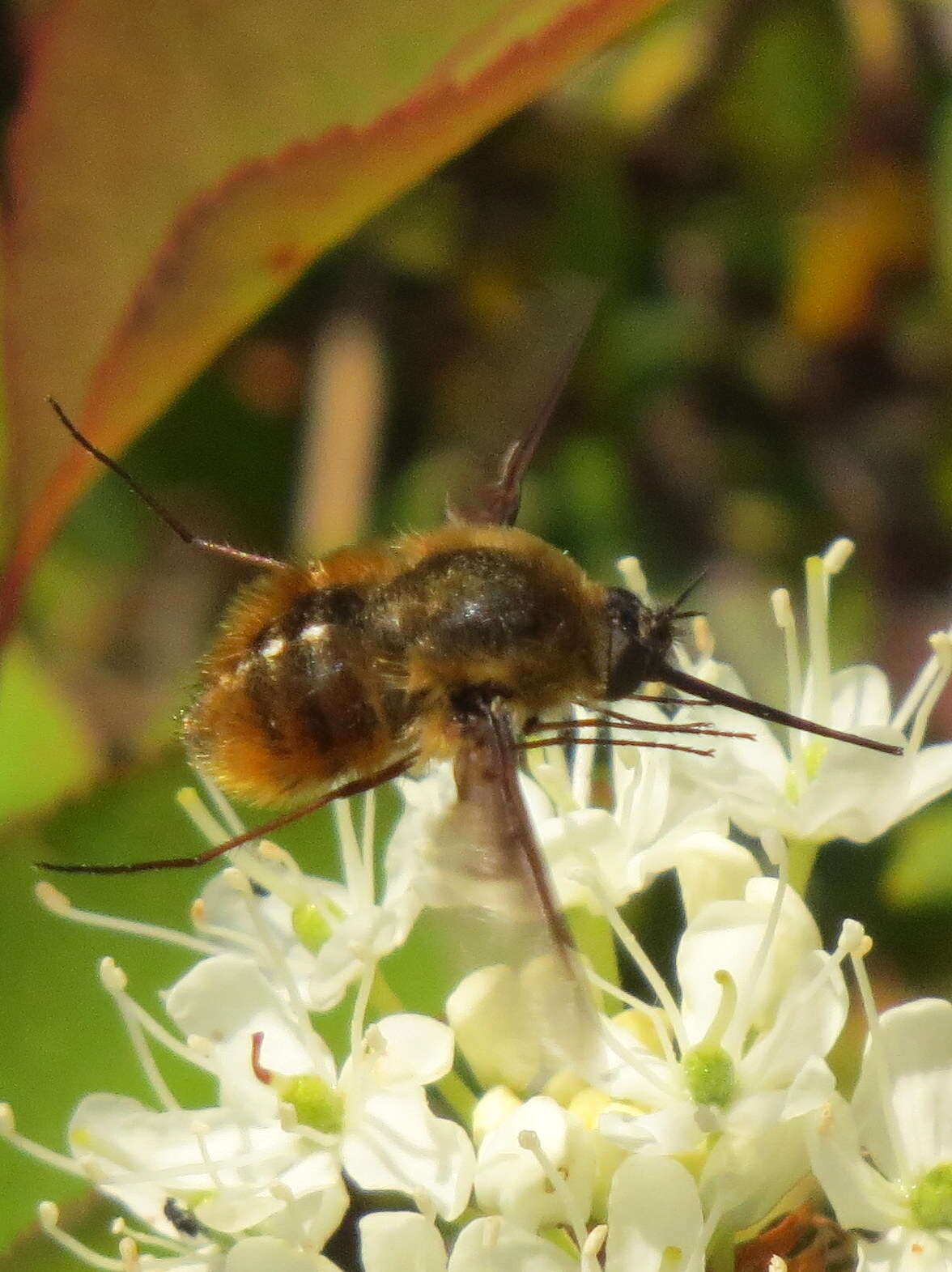 Image of Bombylius mexicanus Wiedemann 1821