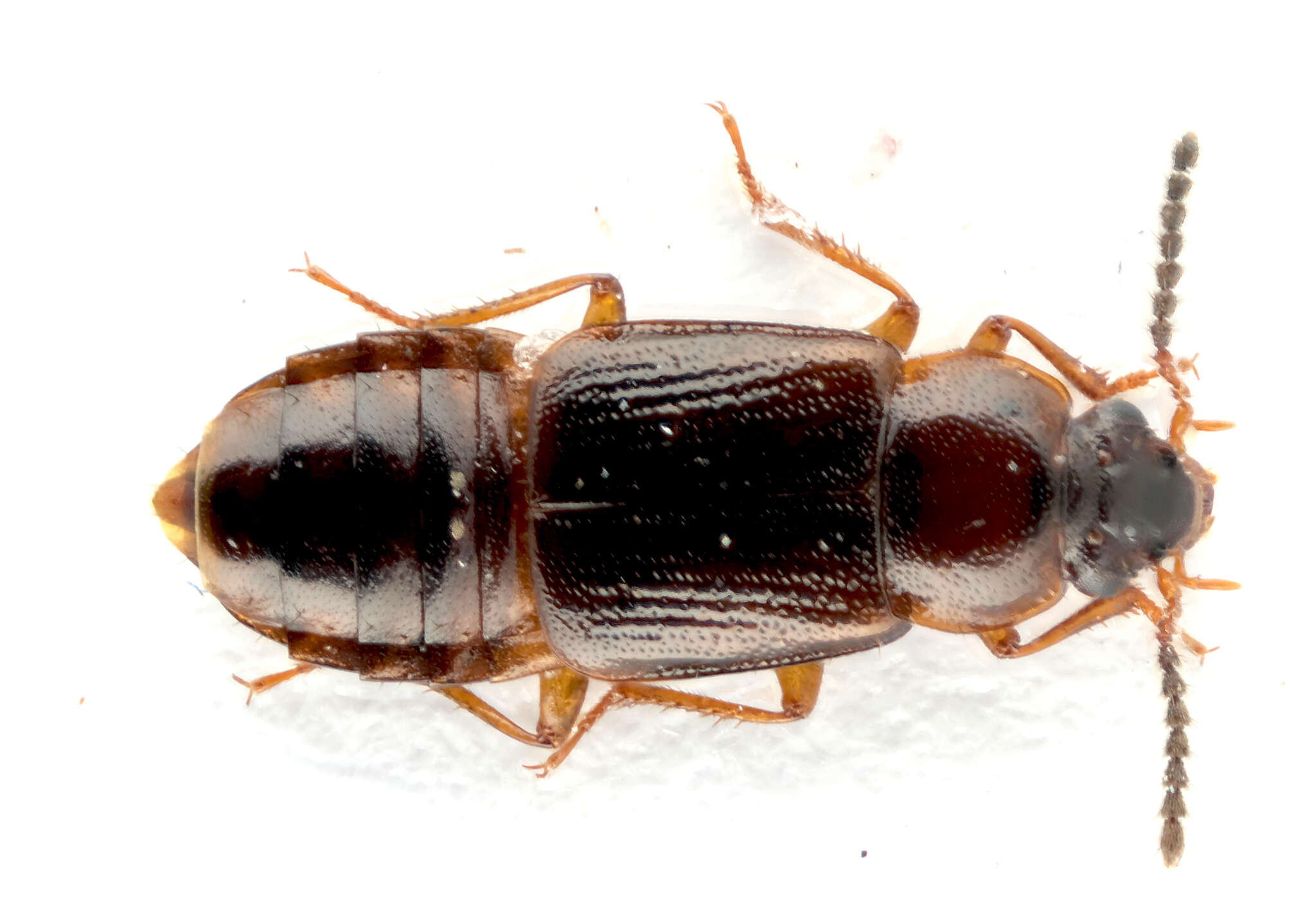 Image of Phyllodrepoidea