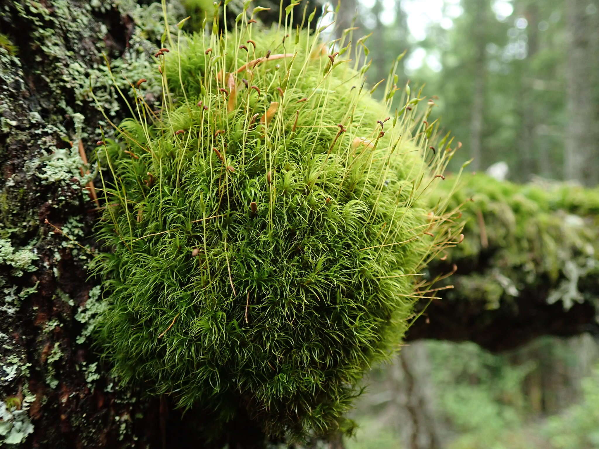 Image of dicranum moss