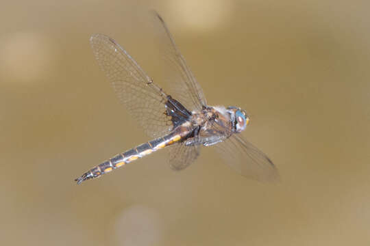 Image of Common Baskettail