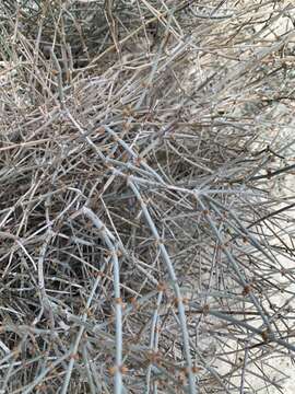 Image of Death Valley Mormon Tea