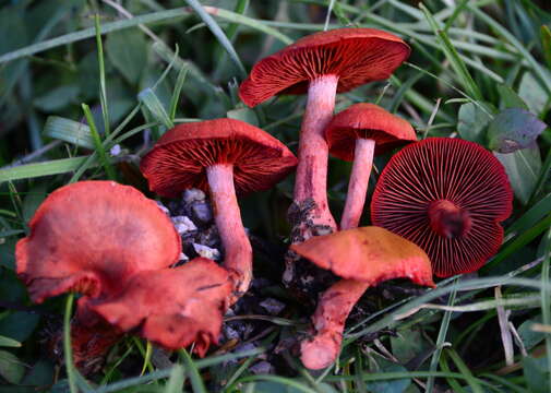 Image of Cortinarius sierraensis (Ammirati) Ammirati, Niskanen & Liimat. 2013