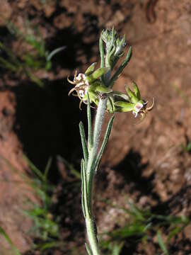 Image of Miraglossum pulchellum (Schltr.) F. K. Kupicha