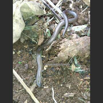 Image of Linnaeus' Writhing Skink