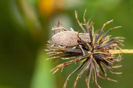 Image of Tanymecus (Tanymecus) lacaena (Herbst 1797)