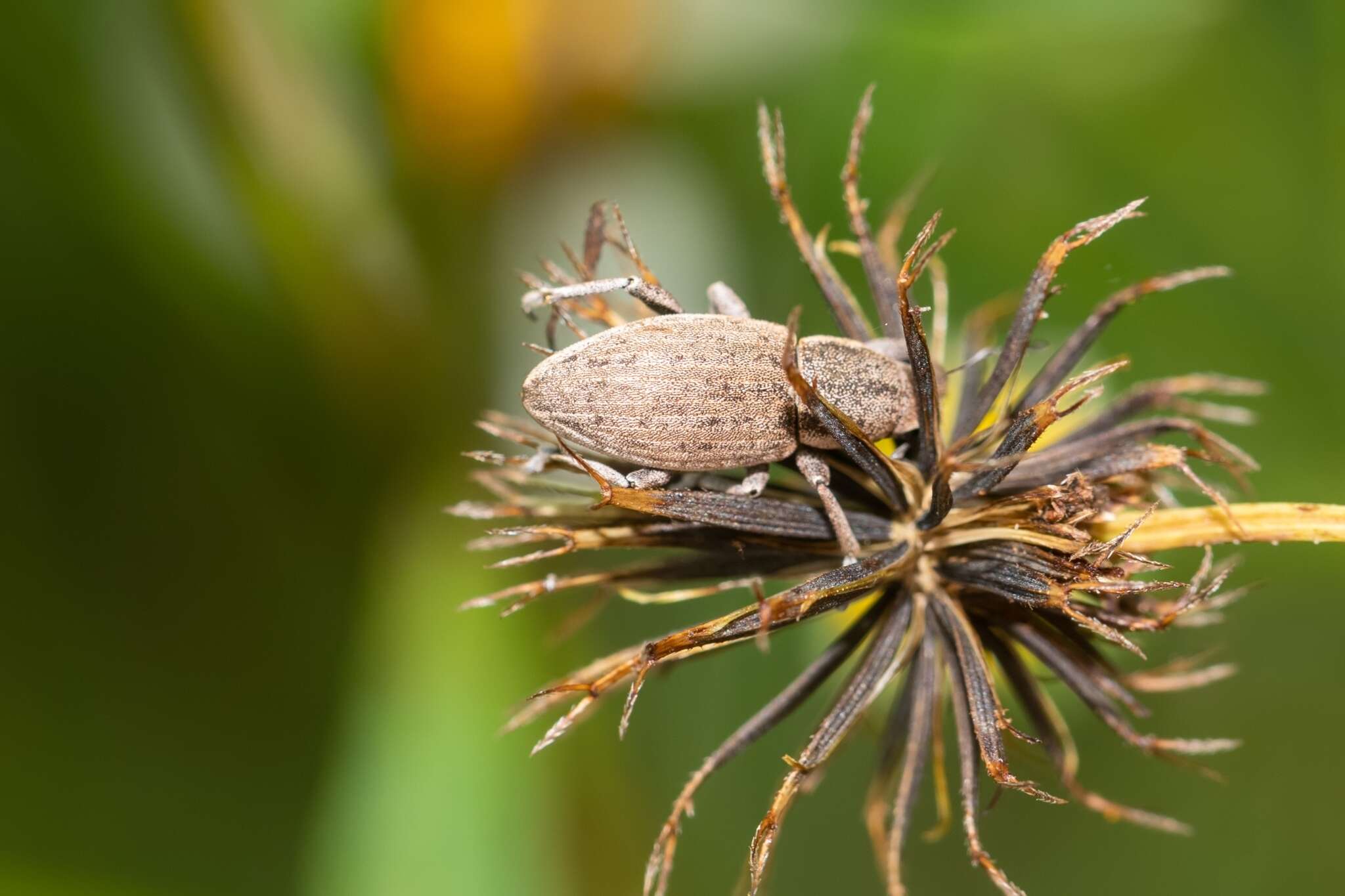 Image of Tanymecus (Tanymecus) lacaena (Herbst 1797)