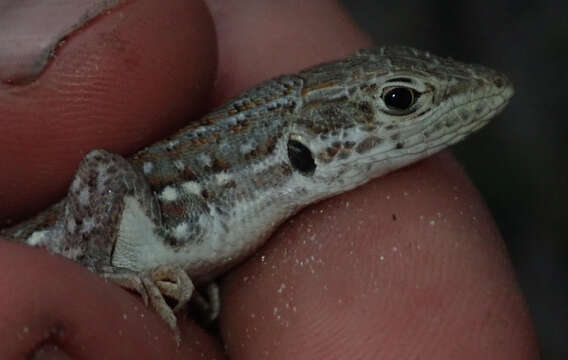 Image of Common Rough-scaled Lizard