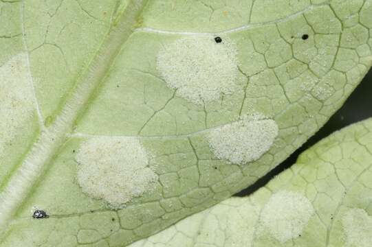 Image of Phyllocoptes coprosmae Lamb 1952