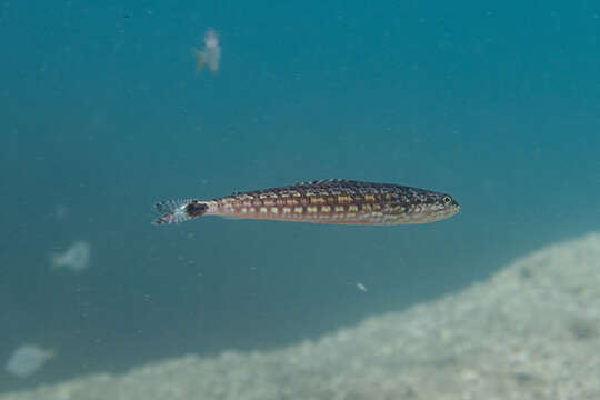 Image of Lighthouse lizardfish