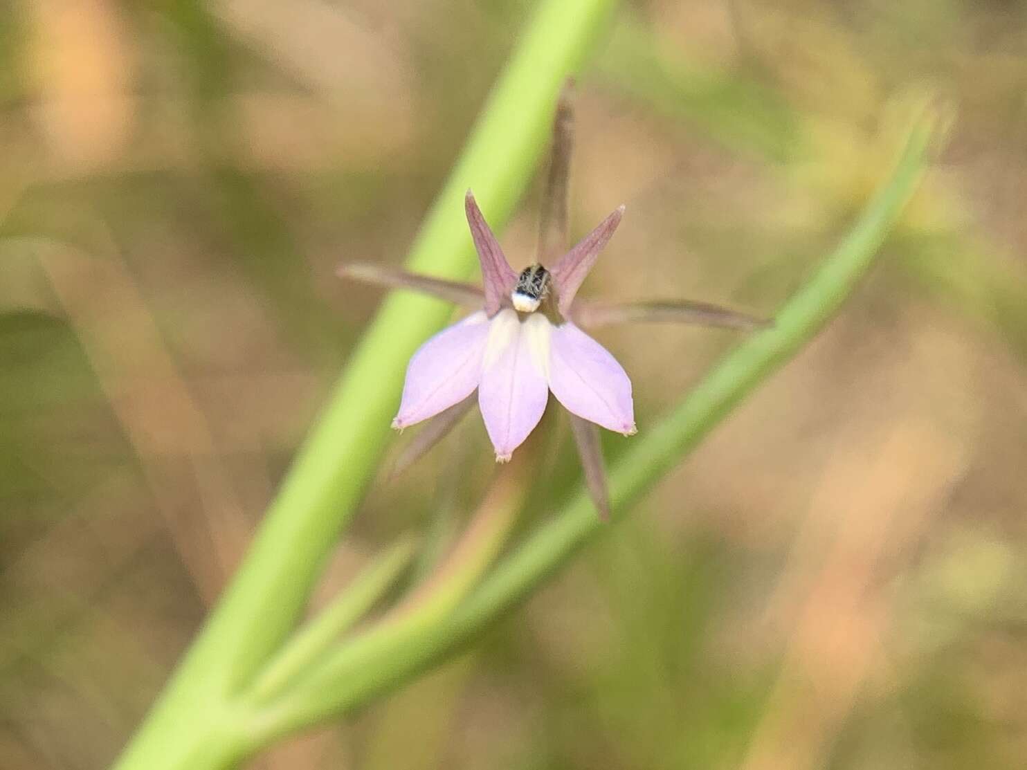 Image of Grammatotheca