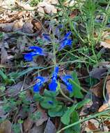 Salvia vitifolia Benth. resmi