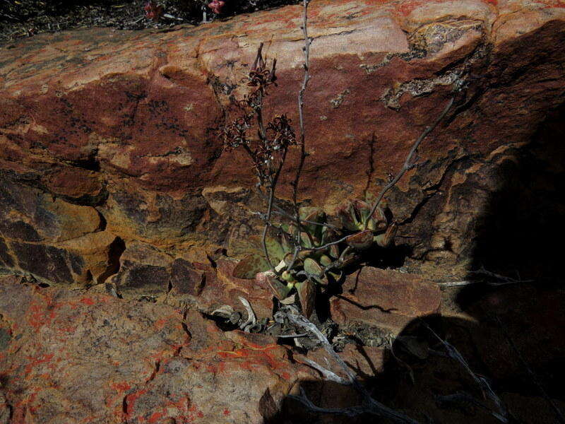 Sivun Adromischus triflorus (L. fil.) Berger kuva