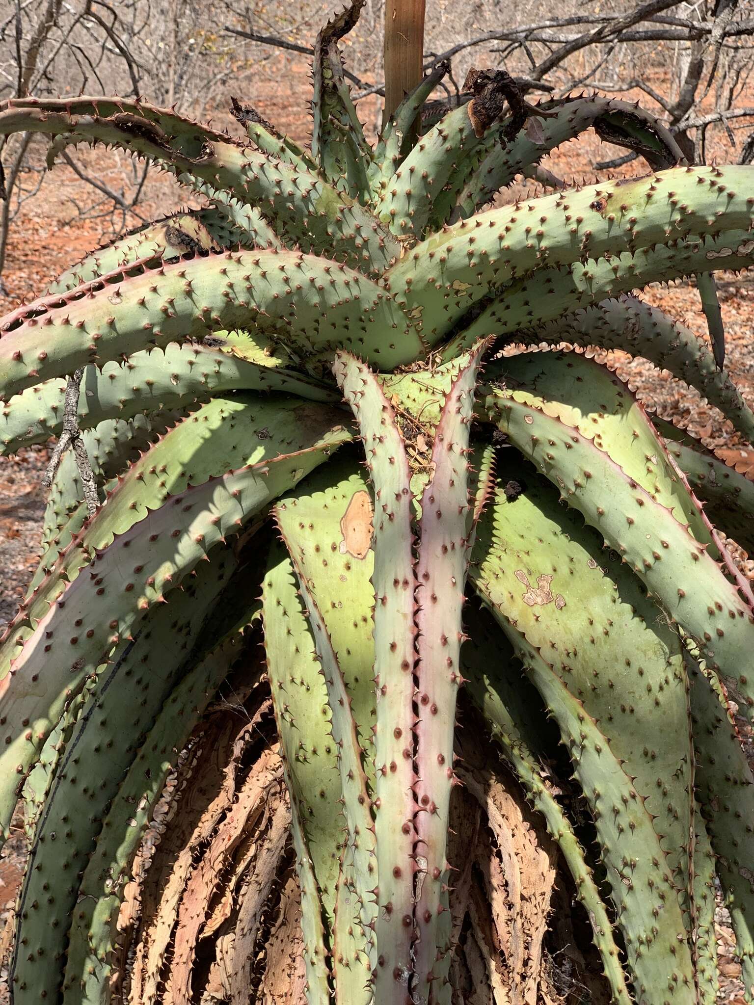 Image of Aloe marlothii subsp. marlothii