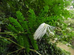 Image de Zapoteca tetragona (Willd.) H. M. Hern.