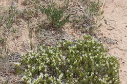 Image of Hooker's sandwort