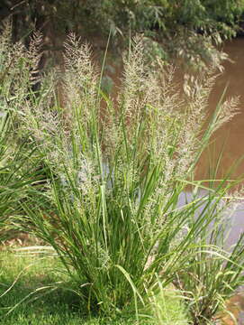 Image of Red-Top Cut-Throat Grass