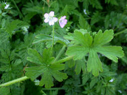 Image of Solander's geranium