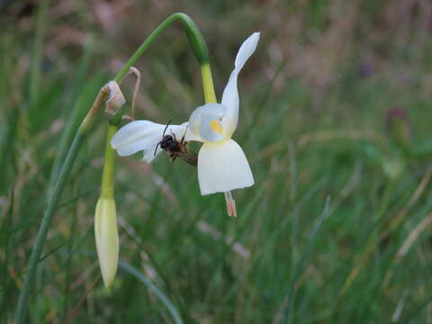 Image of Narcissus triandrus subsp. triandrus
