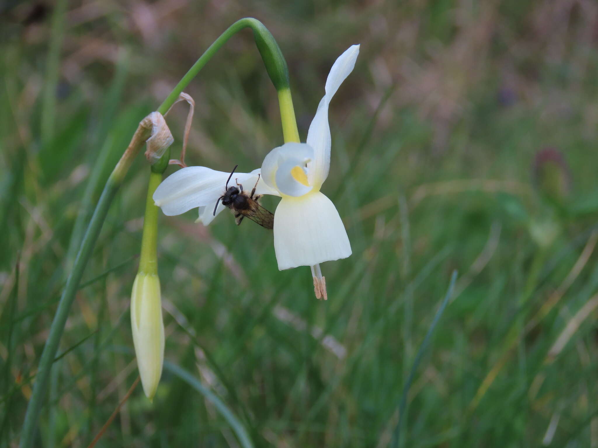 Image de Narcissus triandrus subsp. triandrus