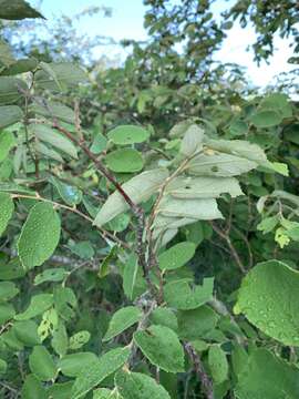 Image of Asegaai wood