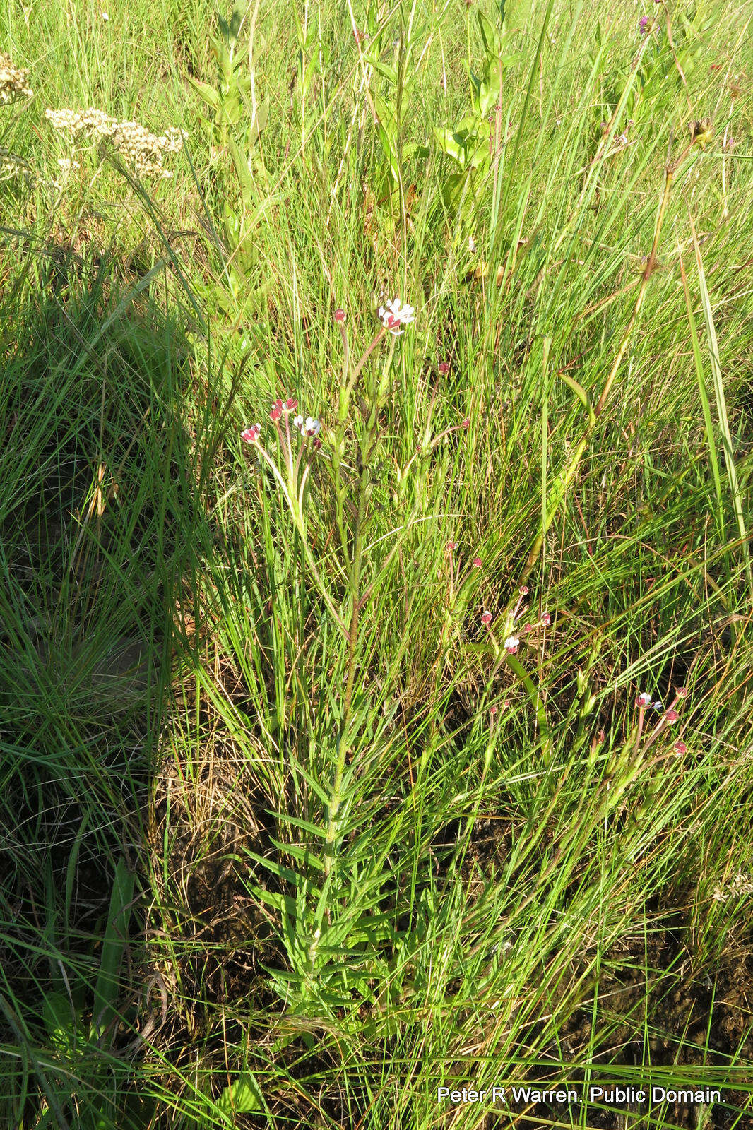 Image de Zaluzianskya natalensis Bernh.