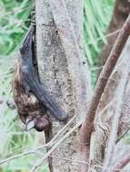 Image of Greater Broad-nosed Bat