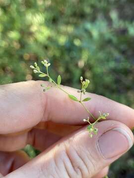 صورة Paronychia baldwinii subsp. baldwinii