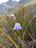 Image of Early blue Disa