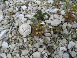 Image of western rockjasmine