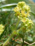 صورة Alchemilla glaucescens Wallr.