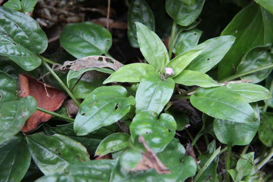 Omphalodes cappadocica (Willd.) DC. resmi