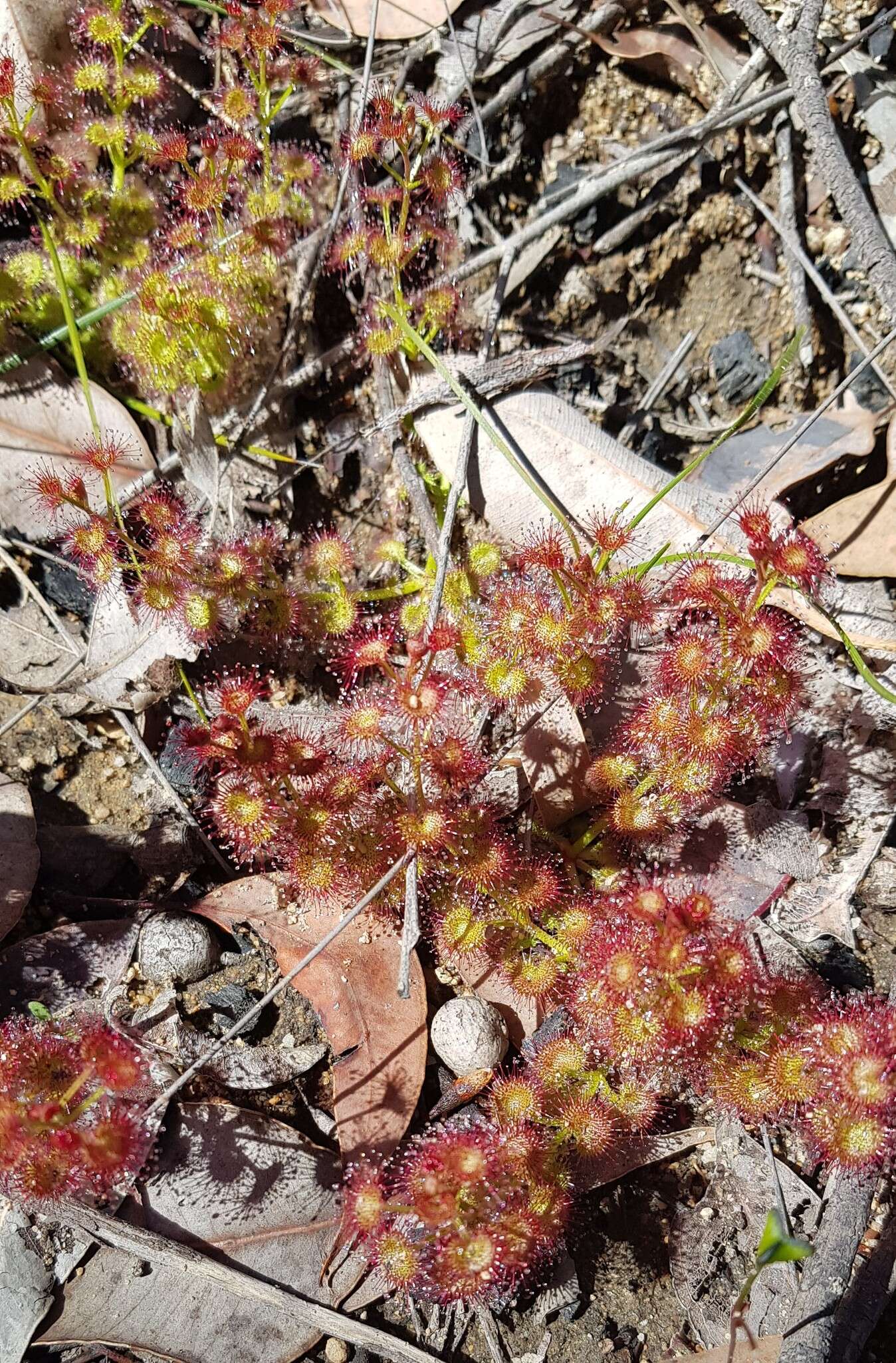 Image de Drosera stolonifera Endl.