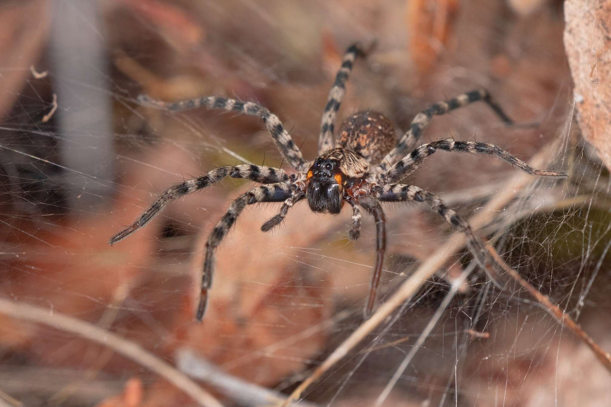 Image of Lake Placid Funnel Wolf Spider