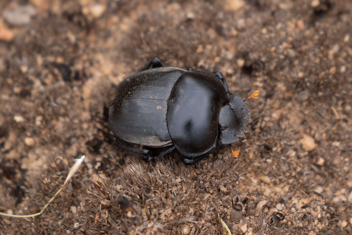 Image of Scarabaeus rusticus (Boheman 1857)