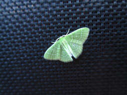 Image of Wavy-lined Emerald