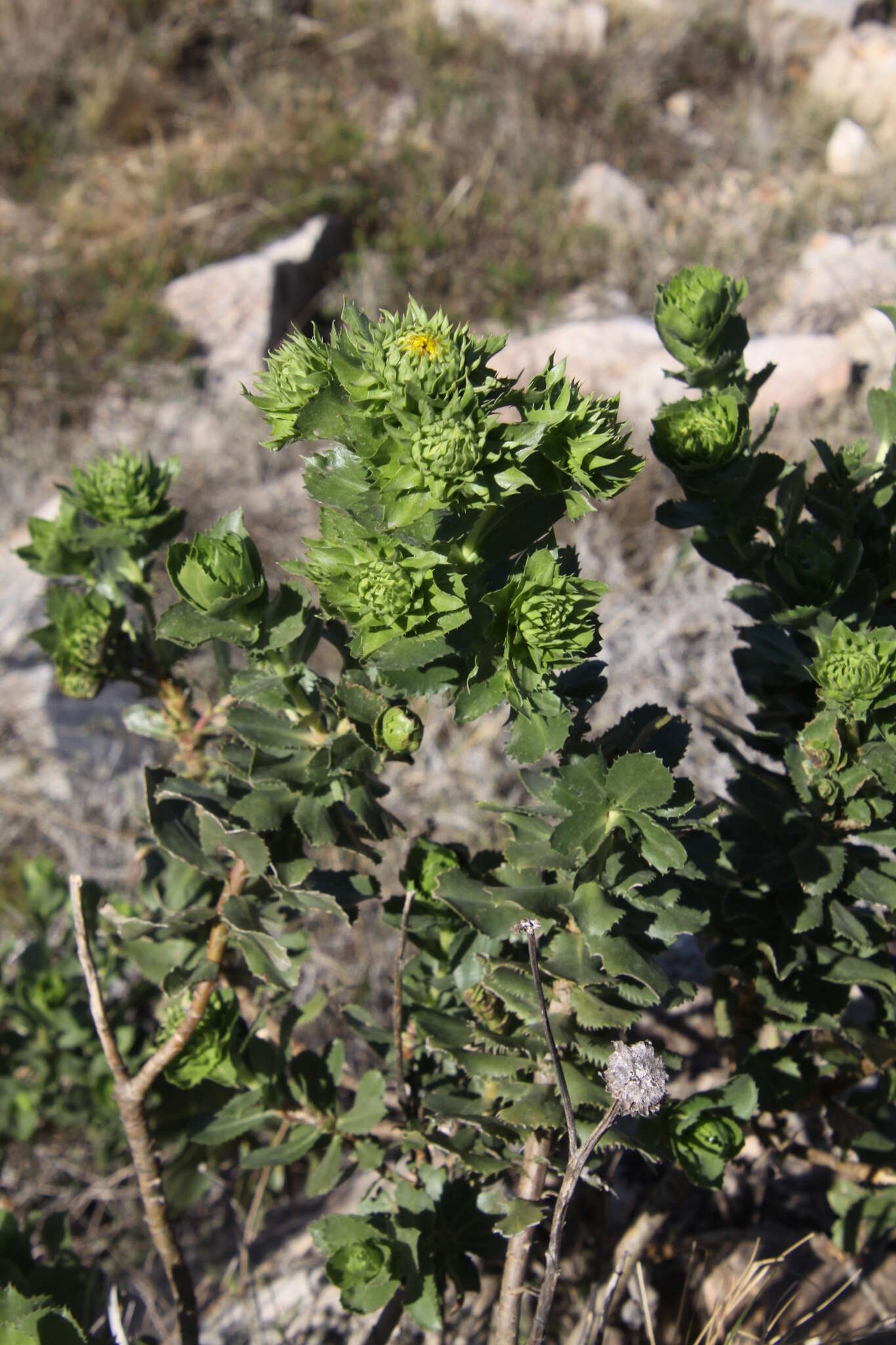 Слика од Grindelia buphthalmoides DC.