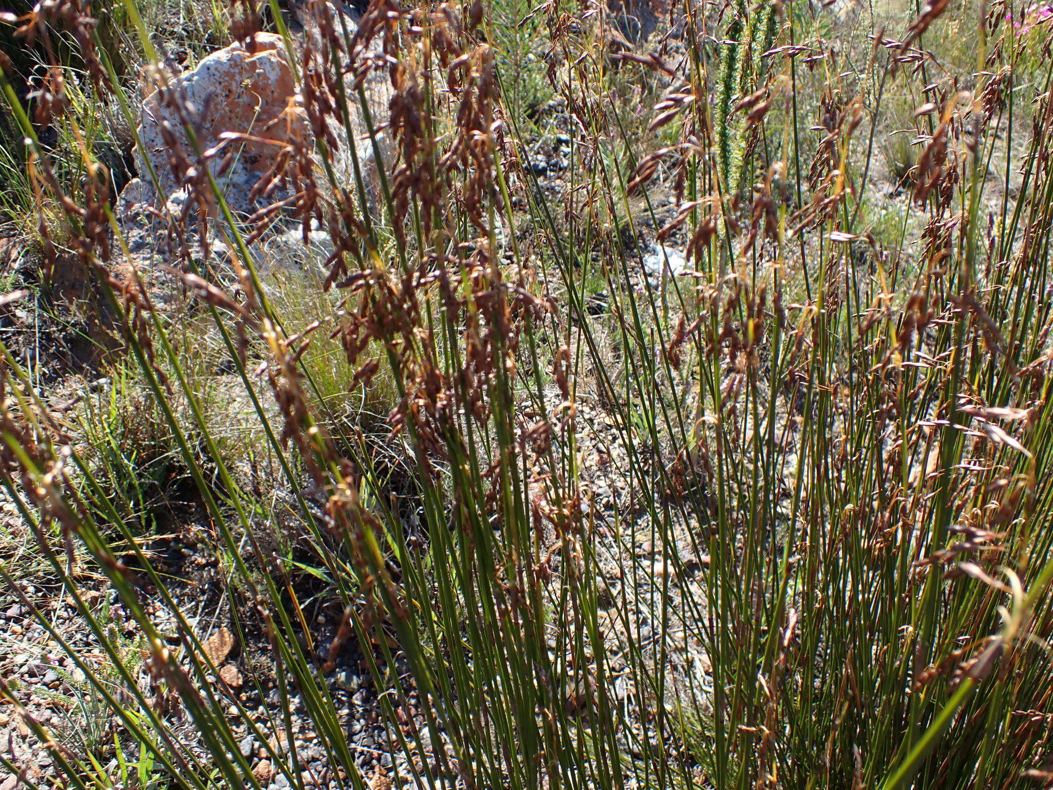 Image of Rhodocoma fruticosa (Thunb.) H. P. Linder