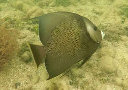 Image of Angelfish