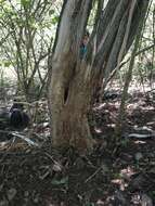 Image of Mexican Black Bear