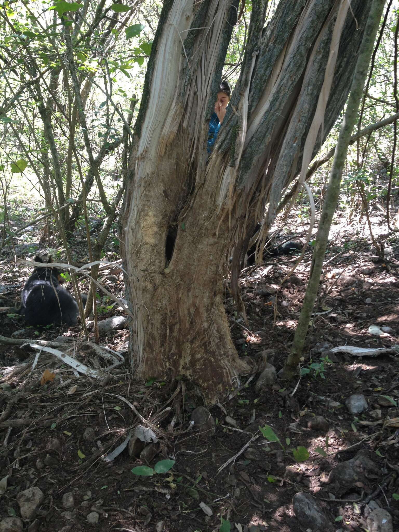 Image of Mexican Black Bear