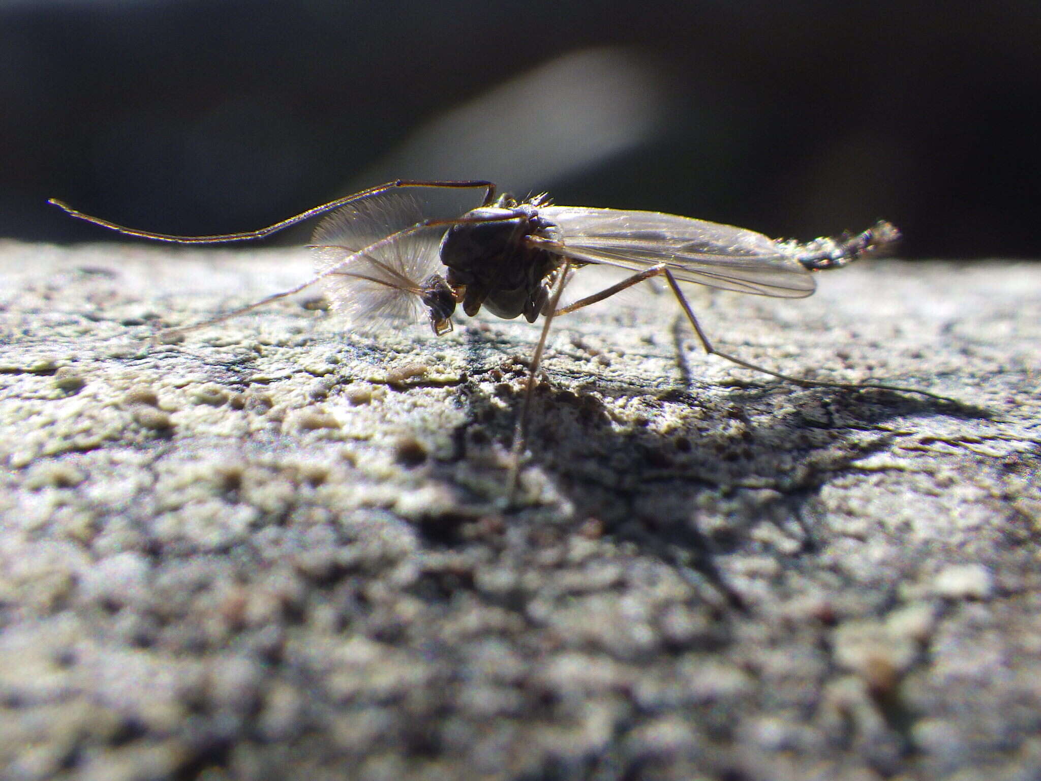 Image of Chironomidae