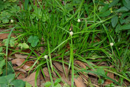 Image de Cyperus richardii Steud.