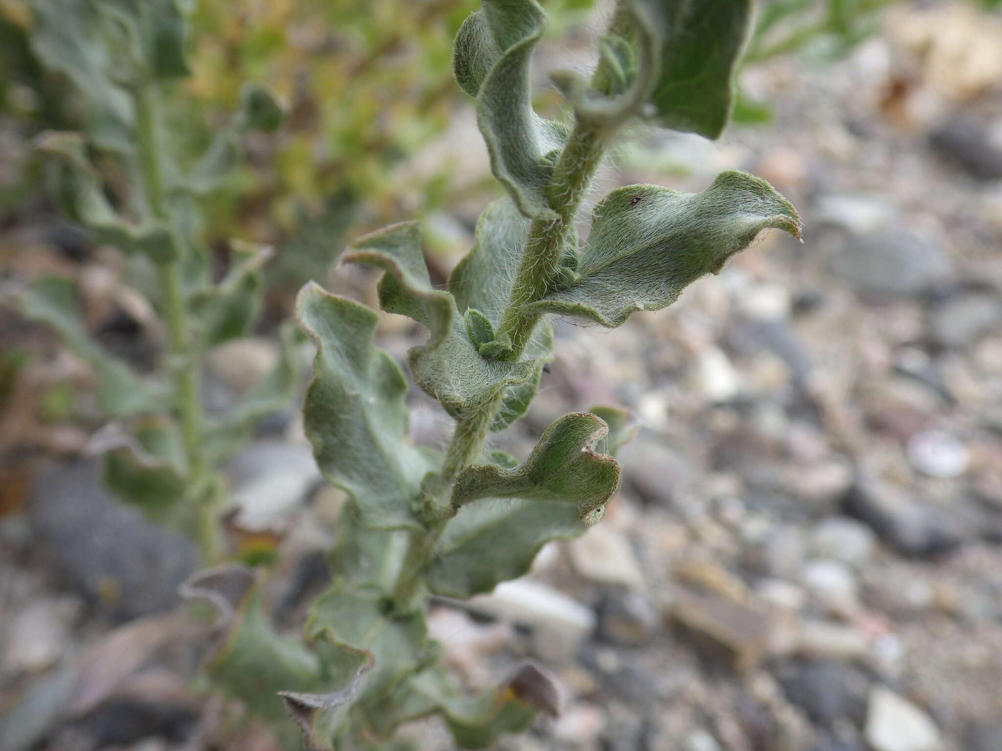 Image of sessileflower false goldenaster