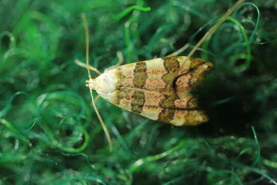 Image of Deuterogonia pudorina Wocke 1857