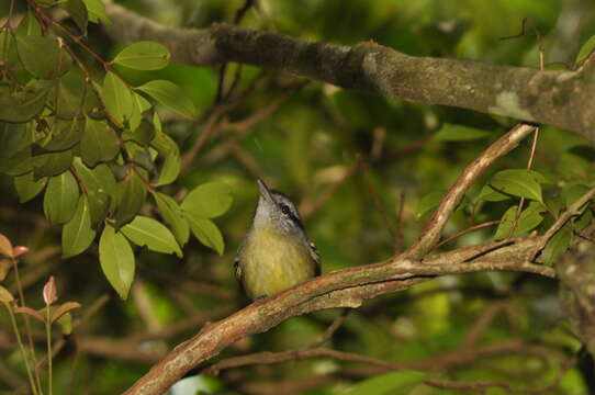 Image of Rufous-winged Antwren