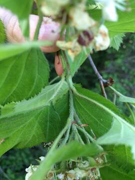 Crataegus submollis Sarg. resmi